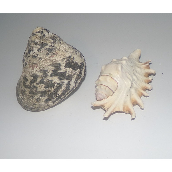 Natural Real Sea Shells Spike Spider Conch Magpie Shell Seashell Nautical Decor - Picture 9 of 14